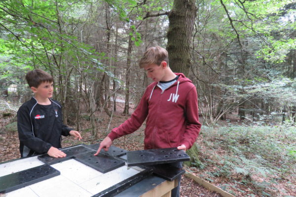 Domino Challenge - Woodland Krypton