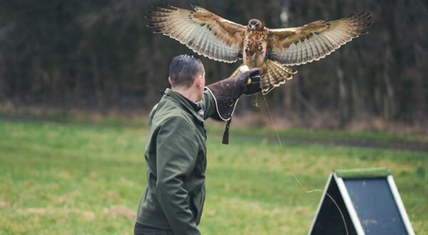wye valley falconry