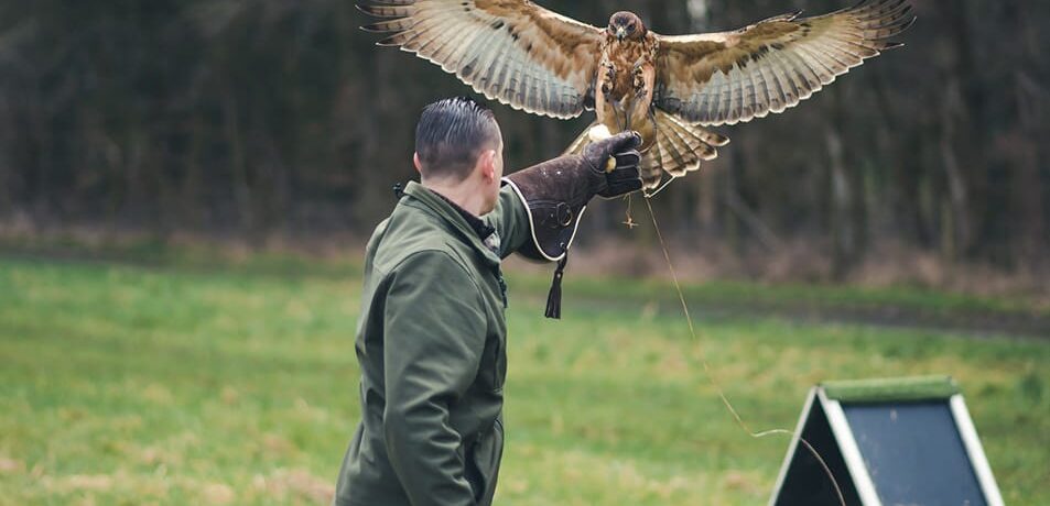 wye valley falconry